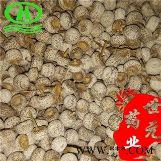 世元药业 谷精珠 正品(500g/袋)纯珠 大个图2