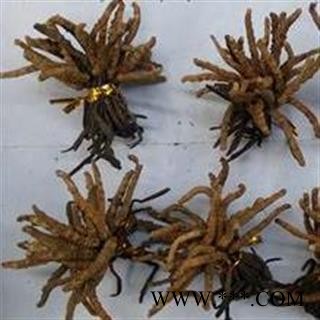 小丽百草行冬虫夏草2800条无拼接图2
