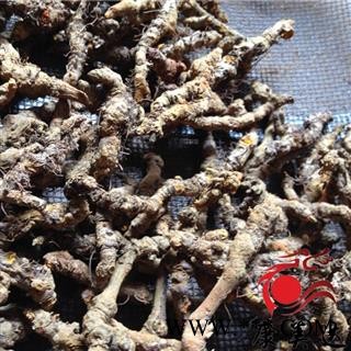 黄连 石柱黄连单枝精选三级 产地 四川省图2