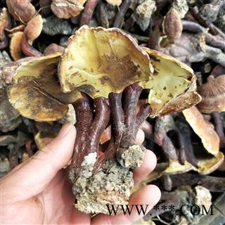 灵芝个 江西野生红灵芝 产地 江西省图3
