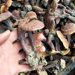 灵芝个 江西野生红灵芝 产地 江西省图2