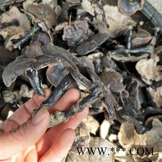 灵芝个 西藏野生黑灵芝 产地 西藏自治区图2