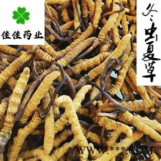 冬虫夏草 藏虫草选4000条 产地 西藏自治区图3
