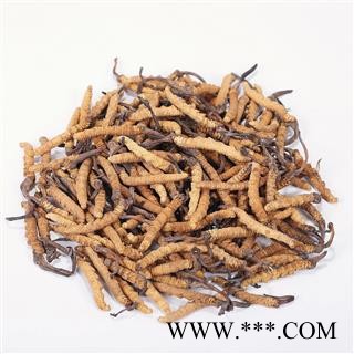 冬虫夏草 藏虫草选4000条 产地 西藏自治区图2