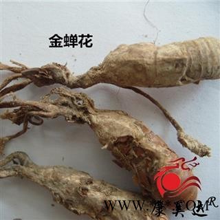 蝉花 统货 产地 安徽省安庆市 金蝉花 凯捷中药图2