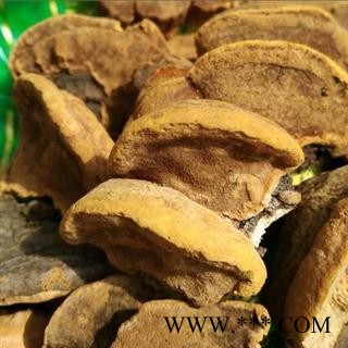 桑黄 木灵芝 梅树菌树蛇 桑黄菇 桑黄菰 槐耳 桑耳 正品保证质量7天无理由退货退款 华安堂图2