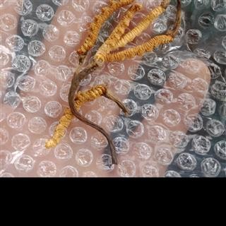 丽丽药业 冬虫夏草3条一克 中药材批发 正品保证实图拍照7天无理由退货退款图4