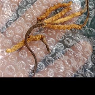 丽丽药业 冬虫夏草3条一克 中药材批发 正品保证实图拍照7天无理由退货退款图2