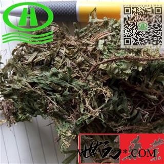 世元药业 千层塔 大叶 正品 成色好 别称-金不换 虱子草 宝塔花图2