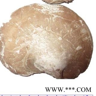 小丽百草行  中药材灵芝  香栓菌多层孔菌图2