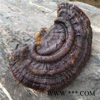 云南无柄赤芝 量大从优图2