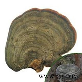 云南无柄赤芝 量大从优图3