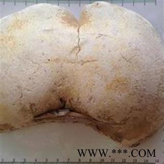 吉康药业灵芝 白灵芝 玉芝白边白灵芝 玉芝 苦白蹄图2