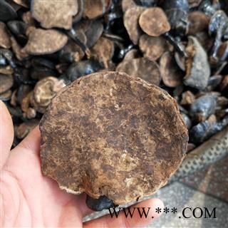 灵芝个 黑龙江野生黑灵芝 产地 黑龙江省图3