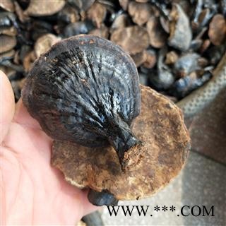 灵芝个 黑龙江野生黑灵芝 产地 黑龙江省图2