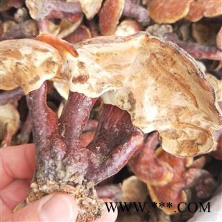 灵芝个 四川野生金边灵芝 产地 四川省甘孜藏族自治州图3