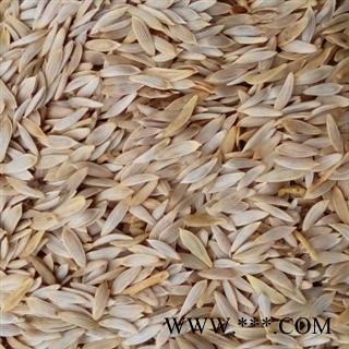 世元药业 白巨胜 正品 白生菜子 白生菜籽 莴苣籽 莴苣 莴苣笋 莴菜 香莴笋图2