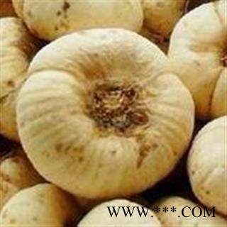 浙贝母 选大个 新货 颜色好 产地 浙江省  产地直销 重在质量图2