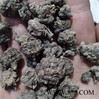 猫爪草 猫爪草 家种猫爪草中选货1.0-1.4  产地 安徽省图3