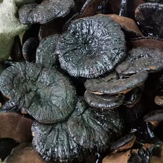 黑灵芝 实图拍照正品保证质量7天无理由退货退款 安品堂图3