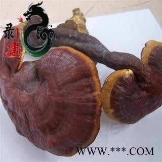 【录建药业】新货灵芝个1000克  重在品质 过筛无杂质   规格齐全 批发零售抓方打粉图2