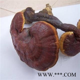 【录建药业】新货灵芝个1000克  重在品质 过筛无杂质   规格齐全 批发零售抓方打粉图4