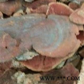 小丽百草行中药材东方栓菌  东方云芝长白山东方栓菌 灰带栓菌 东方云芝图2