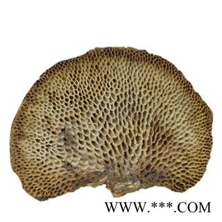 吉康药业灵芝 蜂窝灵芝 毛蜂窝菌 灵芝真菌图2