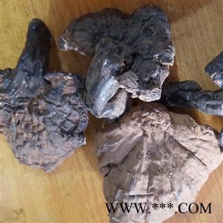 吉康药业灵芝 西藏灵芝图2