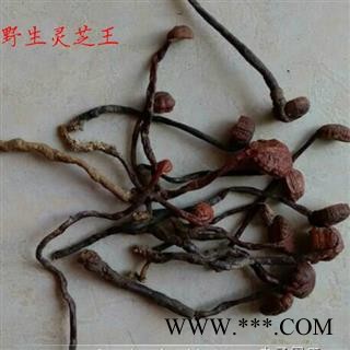 吉康药业灵芝灵芝海南灵芝小红灵芝 豆芽灵芝图2