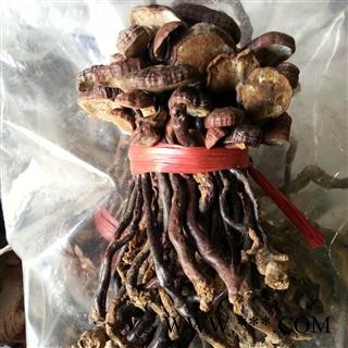 吉康药业灵芝灵芝海南灵芝小红灵芝 豆芽灵芝图3