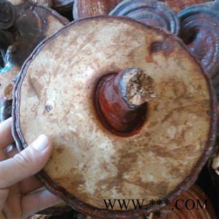 灵芝 无柄紫灵芝中选个 产地 云南省图2