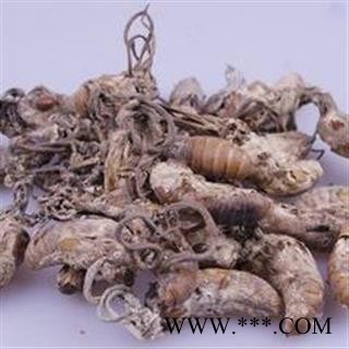 蝉花 蝉花统货 产地 安徽省图2