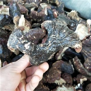 灵芝个 东北野生灵芝 产地 辽宁省图2
