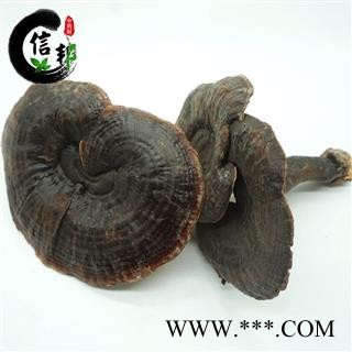 白底紫灵芝灵芝紫灵芝叶片直径10cm左右产地货源滋补品专注品质，诚信信邦！图4