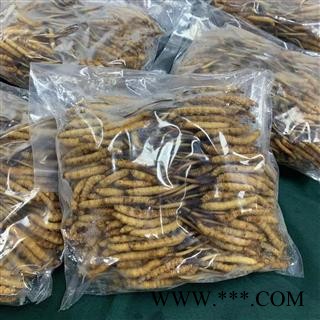 鲜虫草新鲜冬虫夏草批发2022年新货上市专注品质图2