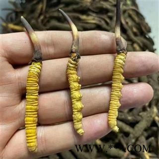 鲜虫草新鲜冬虫夏草批发2022年新货上市专注品质图4