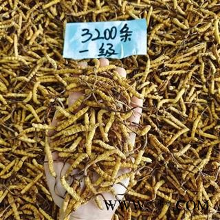 干鲜草冬虫夏草冻干虫草 多规格可选今年新货无硫专注品质，诚信信邦！图3