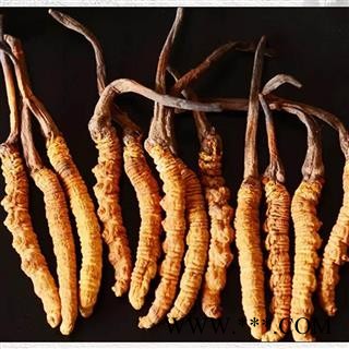 冬虫夏草5条一克正品保证质量 中药材批发 丽丽药业图3