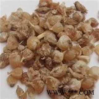 薤白 薤白新货选货 个体均匀 颜色新鲜地道 产地 山东省图2