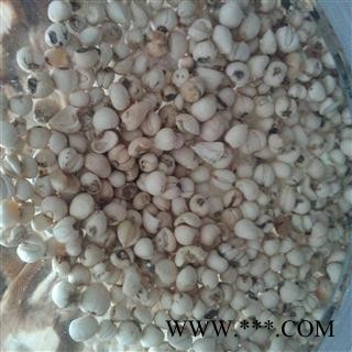 川贝母 川贝母 好统货 质量保证 产地 四川省图2