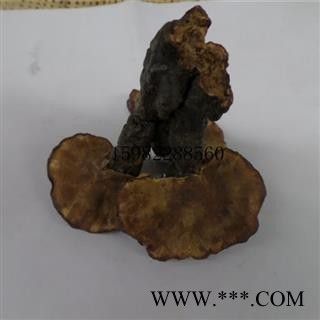 【满298元包邮】野生灵芝 选装 产地 云南省西双版纳图4