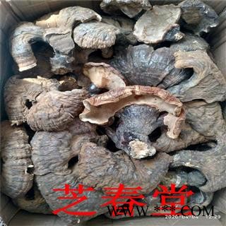 产地新货源东北野生赤红黑灵芝个片仿野生散装紫竹规格齐全批发图3