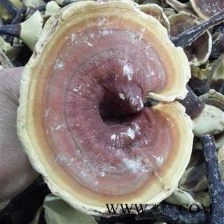 小丽百草行灵芝 金边灵芝 整枝有柄金边灵芝 黄灵芝 今年新货图2