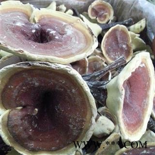 小丽百草行灵芝 金边灵芝 整枝有柄金边灵芝 黄灵芝 今年新货图1