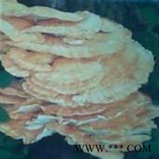 小丽百草行 硫磺菌  多层孔菌黄芝干品图3