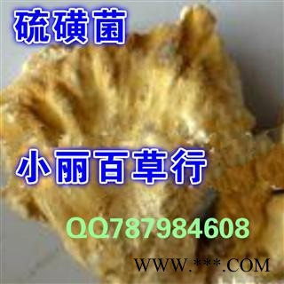 小丽百草行 硫磺菌  多层孔菌黄芝干品图2