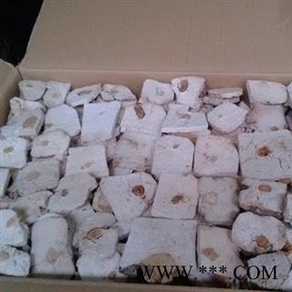 茯神 个个有神 质量好 假一赔十图3