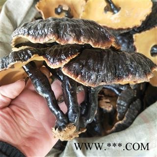 灵芝 个东北黑灵芝 产地 吉林省图2