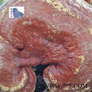 灵芝 红灵芝 挑选 实物拍照 品质保障 15日内无条件退换 国峰药业 重在品质 产地 安徽省图2